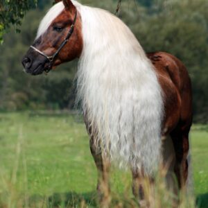 Excellent Horse Hi Gloss Spray Refill 2,5 l
